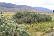 Cylindropuntia imbricata